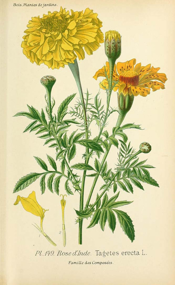 Tagetes erecta