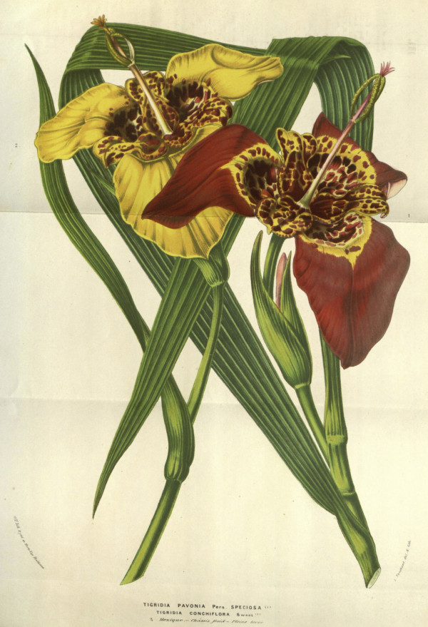 Tigridia pavonia
