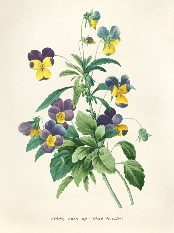 Viola tricolor