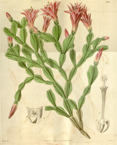 Schlumbergera truncata