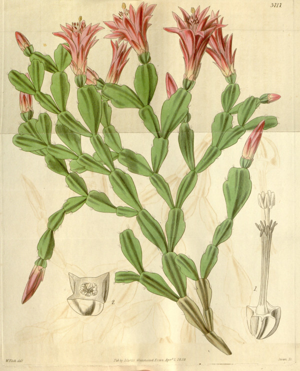 Schlumbergera truncata