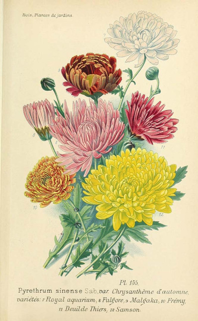 Chrysanthemum x morifolium