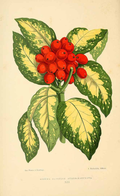 Aucuba japonica