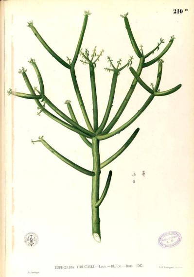 Euphorbia tirucalli