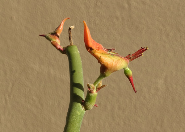 Euphorbia lomelii
