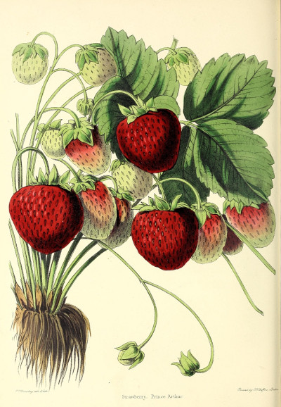 Fragaria x ananassa