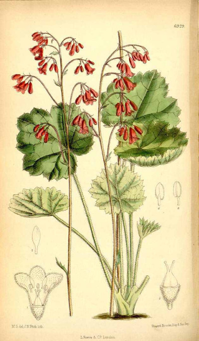 Heuchera hybrids