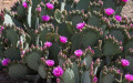 Opuntia basilaris