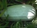 Cucurbita pepo