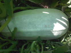 Cucurbita pepo