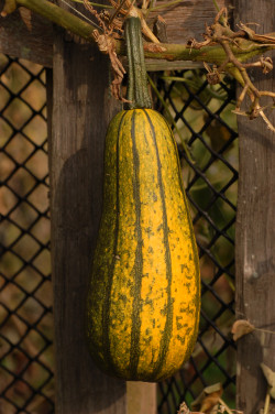 Cucurbita pepo