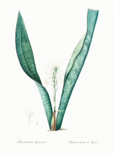 Dracaena trifasciata