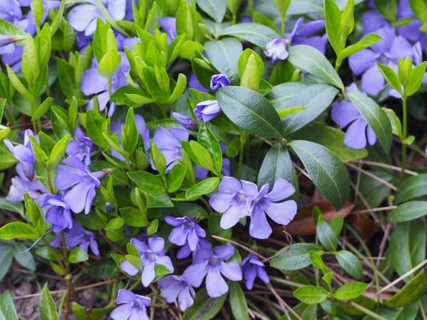 Vinca minor