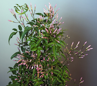 Jasminum polyanthum
