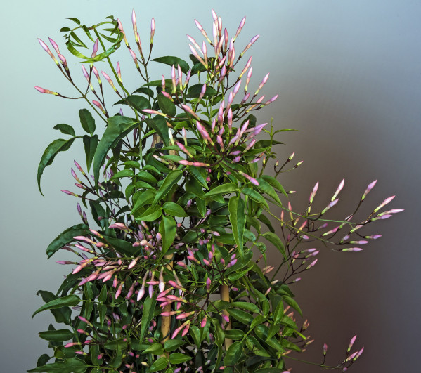 Jasminum polyanthum
