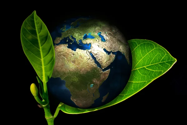 Plant photo