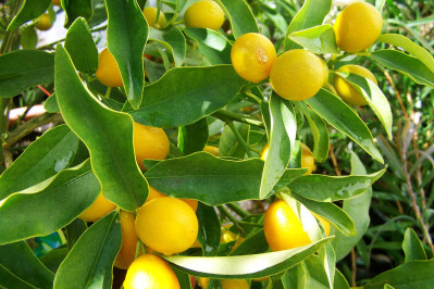 The Lemon Tree