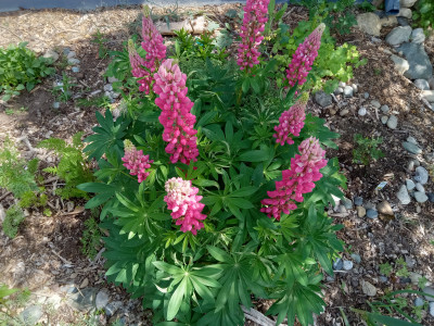 Lupinus polyphyllus