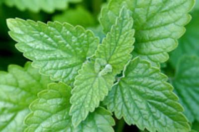 Nepeta cataria