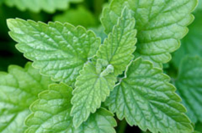 Nepeta cataria