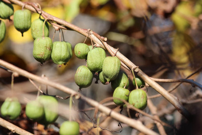 The Kiwi Vine, Part 2