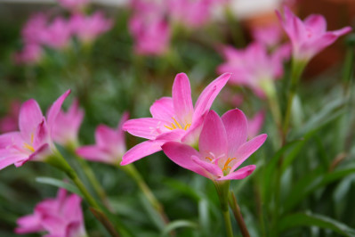 Zephyranthes rosea