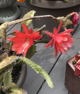 Red Schlumbergera