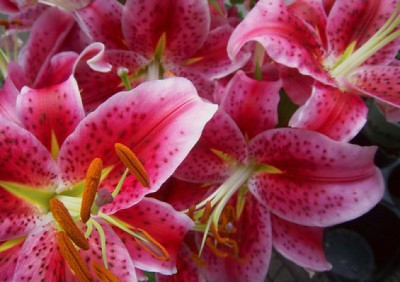 Lilium orientalis
