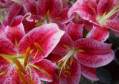 Pink Stargazer
