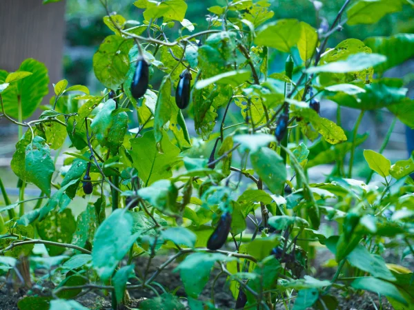 Plant photo