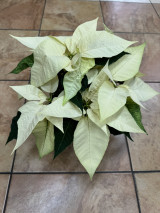White Christmas