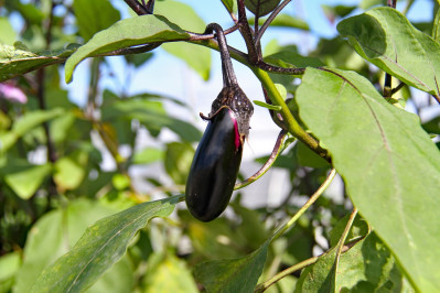 Asian Eggplant Dishes