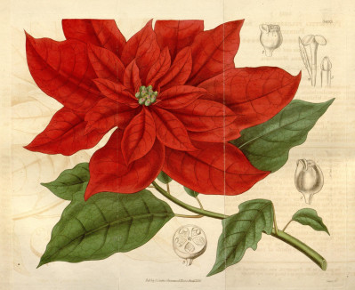 Euphorbia pulcherrima