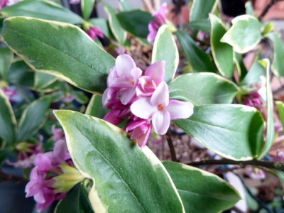 Daphne odora 'Aureomarginata'