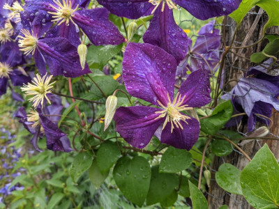 Clematis x jackmanii