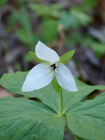 Trillium ovatum