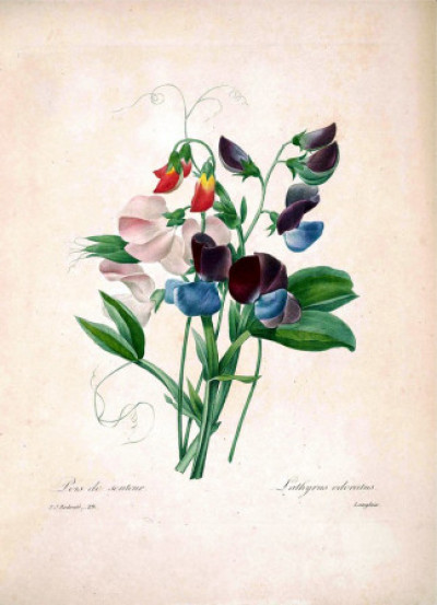 Lathyrus odoratus