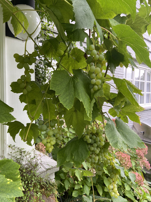 Vitis vinifera