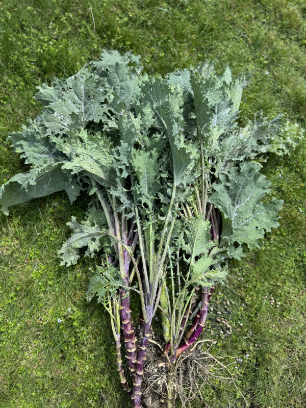 Brassica oleracea var. sabellica