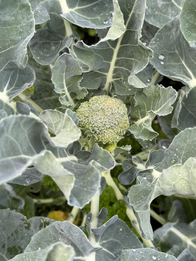 Brassica oleracea var. italica