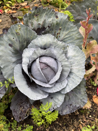 Brassica oleracea var. capitata