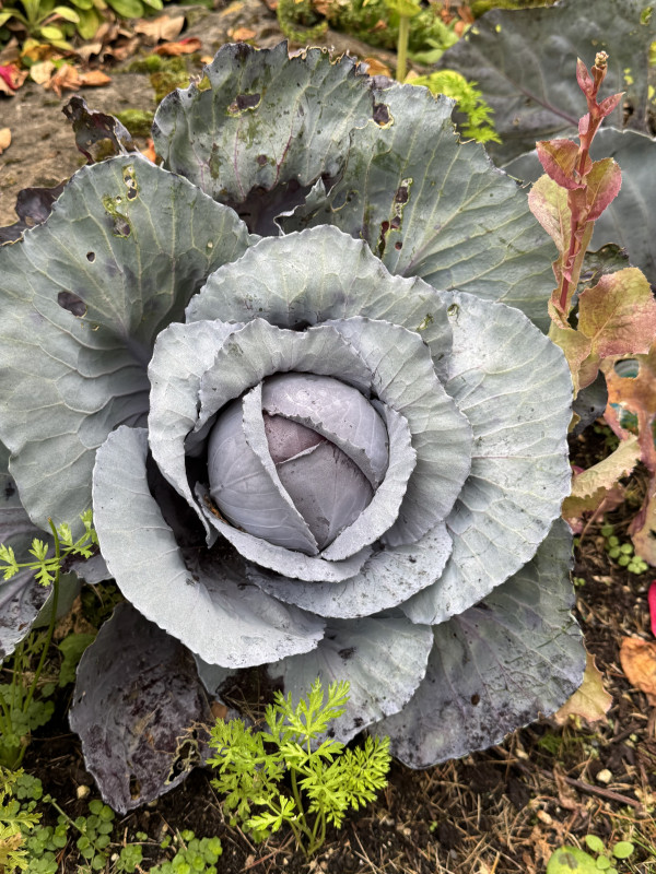 Brassica oleracea var. capitata