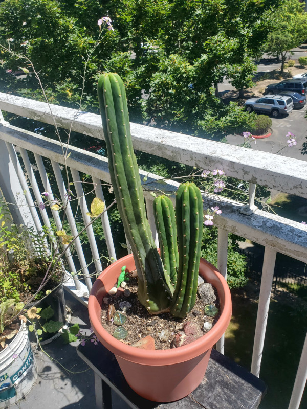 Echinopsis pachanoi