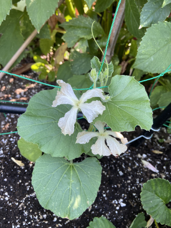 Lagenaria siceraria