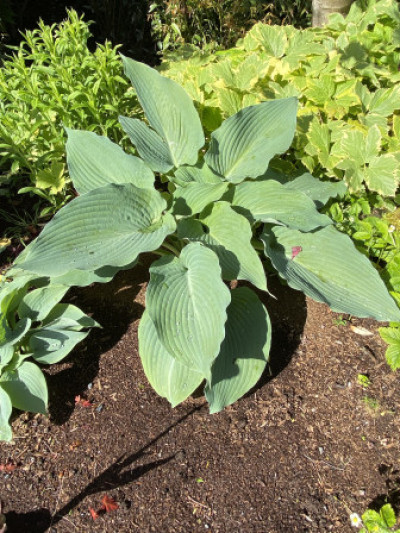 Hosta sieboldiana