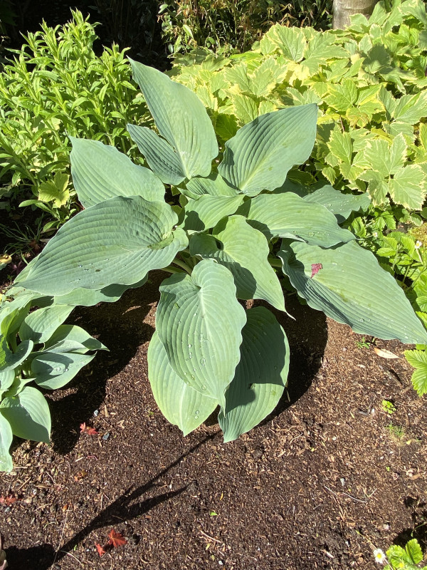 Hosta sieboldiana