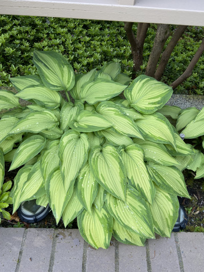 Hosta plantaginea