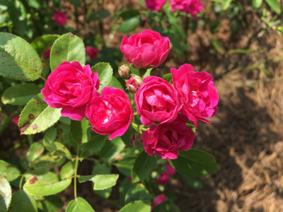 Rosa chinensis var. minima