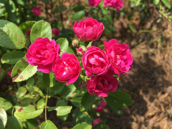 Rosa chinensis var. minima