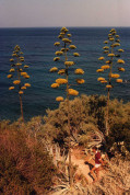 Agave parryi